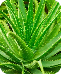 Aloe vera plant ingredient illustration