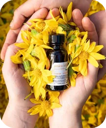 Arnica flowers and oil ingredient illustration