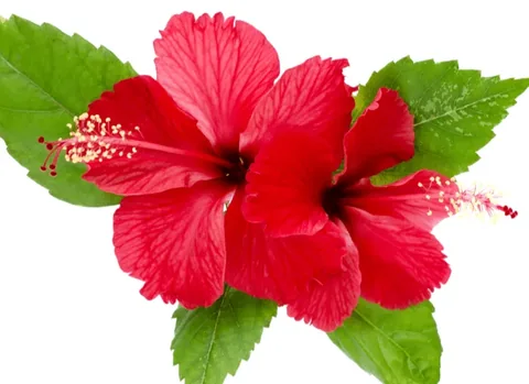 Hibiscus flowers representing Hibiscus sabdariffa extract