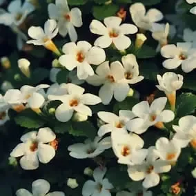 Bacopa flowers and foliage, a vendor-listed Pineal Guardian X ingredient
