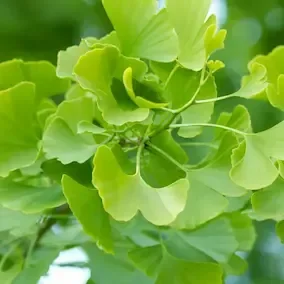 Ginkgo biloba leaves, a vendor-listed Pineal Guardian X ingredient