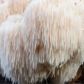 Lion’s mane mushroom, one of the botanicals listed by the Pineal Guardian X seller