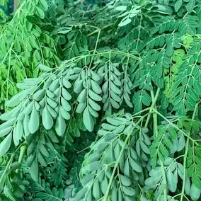 Moringa leaves, a vendor-listed Pineal Guardian X ingredient