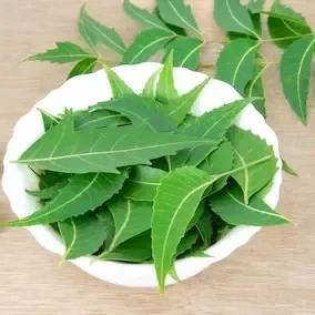 Neem leaves, a vendor-listed Pineal Guardian X ingredient