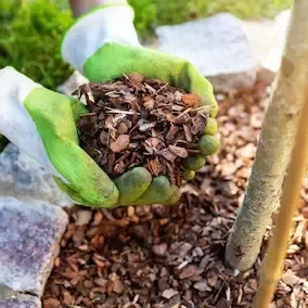 Pine bark pieces, a vendor-listed Pineal Guardian X ingredient